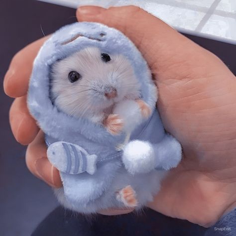 Hamster With Clothes, Hamster Outfits, Hamster Clothes, Animal Dress Up, Dream Pet, Baby Hamster, Cats Pictures, Slay Outfits, Chicken Nugget