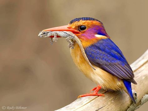 African Pygmy Kingfisher (Ispidina picta) in South Africa by Rudy Böhmer. African Pygmy Kingfisher, Birds Pictures, Birding Journal, Gil Scott Heron, Earth Song, Wildlife Artists, African Wildlife, Colorful Feathers, Bird Pictures