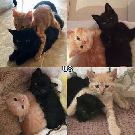 Tag the black cat to your orange cat. ♡ follow @jeonrencia for more! 🧋 ✧₊˚. Ginger And Black Cats In Love, Ginger Cat X Black Cat, Black Cat With Orange Cat, Orange And Black Cats Aesthetic, Black Cat Gf Aesthetic, Black Cat And Orange Cat Couple Dynamic, Orange And Black Cat Matching Pfp, Black Cat Orange Cat Duo, Black And Orange Cat Duo