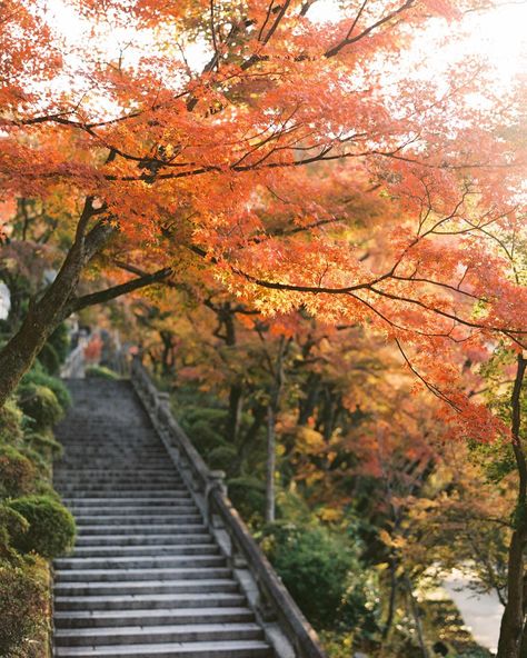 Fall in Japan made me fall in love with all the different shades of red. Here are just a few of my favorite film photos from our trip and I wish I could share them all. If you are thinking of heading to Japan, don’t hesitate. #kyotojapan #landscapephotography #visitjapan #travelphotography #filmphotographer #portra400 Fall In Japan Aesthetic, Japan Aesthetic Autumn, Fall In Japan, Fall Japan, 2025 Planning, Autumn Widgets, Autumn Moodboard, Japan Nature, Japan Autumn