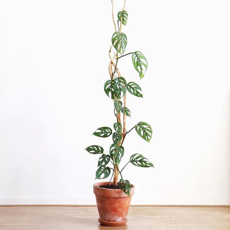 De Plantenbakker on Instagram: “🦎monstera acuminata climbing all the way to the top! + + + + #monstera #monsteraacuminata #monsteramonday #monsteramadness #houseplantclub…” Monstera Acuminata, Crazy Plants, Wall Climbing Plants, Plants Photo, Monstera Adansonii, Tropical Flower Plants, Plant Hacks, Plant Problems, Office Plants