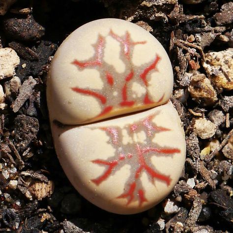 Lithops dorotheae 'Zorro' Living Stones, Stone Plant, Succulent Bonsai, Succulent Seeds, Weird Plants, Amazing Gift Ideas, Growing Succulents, Succulent Gardening, Unusual Plants