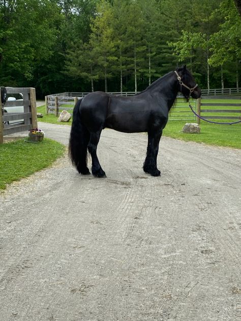 Fell Pony, Blue Roan, Horse Breeds, Horses, Animals