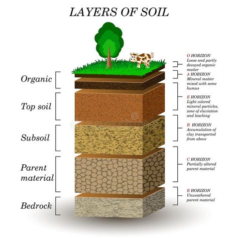 Layers of soil, education diagram. Mineral particles, sand, humus and stones. Na , #affiliate, #particles, #Mineral, #humus, #sand, #soil #ad Soil Worksheet, Layers Of Soil, Earth Texture, Compost Soil, Agriculture Education, Natural Fertilizer, Soil Layers, Top Soil, Plant Roots