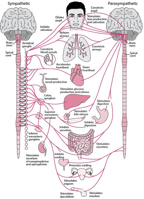 Overview of the Autonomic Nervous System - Brain, Spinal Cord, and Nerve Disorders - Merck Manuals Consumer Version Punkty Spustowe, Nerf Vague, Nervus Vagus, Nerve Disorders, Human Nervous System, Heart Lungs, Medical Student Study, Brain Anatomy, Human Body Anatomy