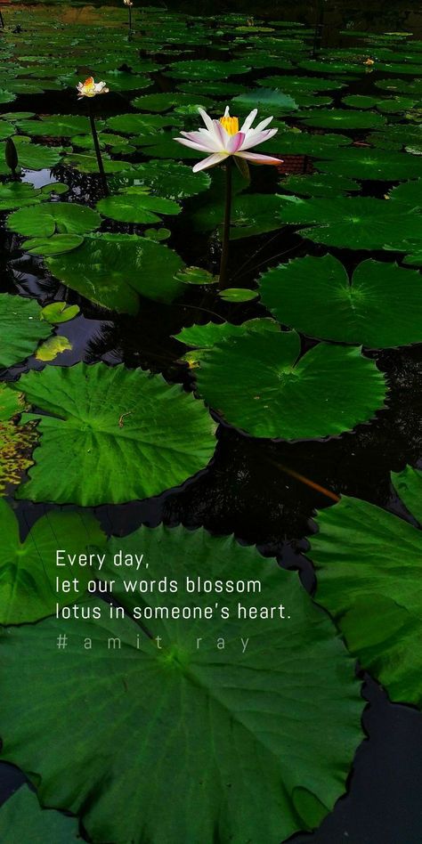 Lotus Quote, Quote Photography, Lotus Flower Pictures, Good Insta Captions, Lead Generation Marketing, Summer Picture Poses, Love Quotes With Images, Instagram Graphic, Captions For Instagram