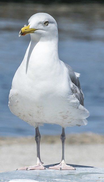 Sea Gulls, Coastal Birds, Australian Birds, Shorebirds, Funny Birds, Bird Pictures, Wildlife Nature, Cool Pictures Of Nature, Sea Birds