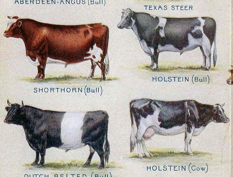 http://www.etsy.com/listing/79316258/breeds-of-cattle-lithograph-1912 Breeds Of Cattle, Dairy Cattle Breeds, Edwardian Illustration, Cow Reference, Breeds Of Cattle Poster, Holstein Bull, Hereford Cattle Photography, Hereford Show Cattle, Cow Breeds