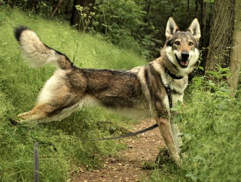 Czechoslovakian Wolfdog: Originally a cross of working line German Shepherds with Carpathian grey wolves. Over time more Shepherd blood was added to make the breed trainable. Very independent, they can cooperate when training is purposeful, such as search and rescue. Czech Wolfdog, Czechoslovakian Vlcak, Tamaskan Dog, Cat Breeds List, Dog Sketches, Grey Wolves, Illustration Challenge, Czechoslovakian Wolfdog, Wolf Poses