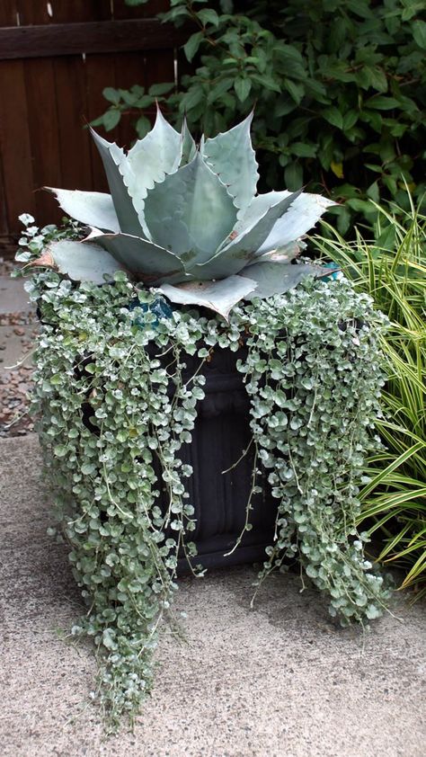 Container Garden Design, Succulent Garden Design, Silver Falls, Plants Growing, Container Gardening Flowers, Agave Plant, Fine Gardening, Outdoor Planter, Succulents In Containers