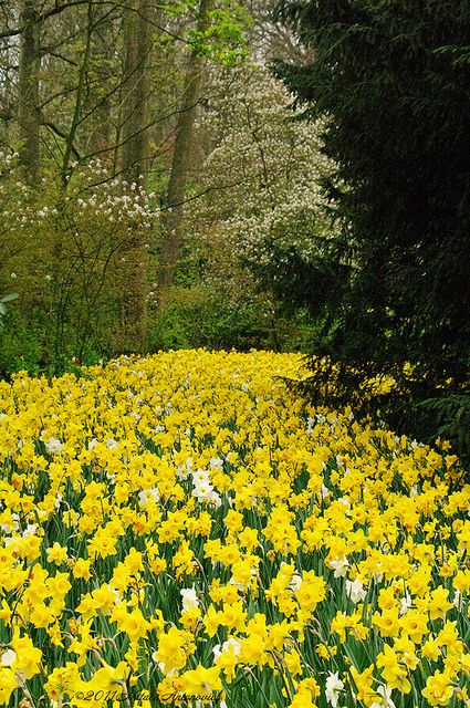 Yellow Flower Garden, Keukenhof Gardens Photography, Keukenhof Garden, Daffodils Field, Yellow Daffodils Wallpaper, White Daffodils, Flowers Daffodils, Types Of Oranges, Keukenhof Gardens