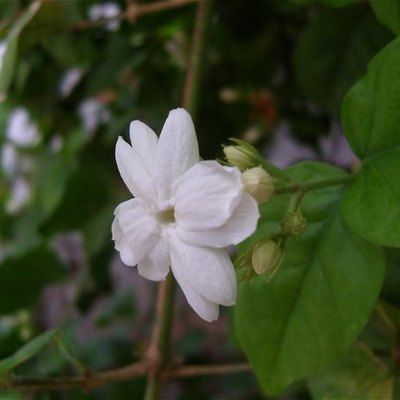 Izote Flower, Arabian Jasmine, Jasminum Sambac, Autumn Clematis, Evergreen Vines, Indoor Flowering Plants, Jasmine Plant, Jasmine Essential Oil, Fragrant Plant