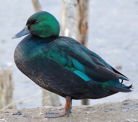 Green duck by roseyhadlow, via Flickr Cayuga Duck Eggs, Bantam Ducks, Pictures Of Ducks, Cayuga Ducks, Duck Houses, Megan Ward, Backyard Ducks, Duck Breeds, Duck Coop