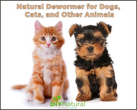 This is a homemade and natural dewormer for dogs and cats but it also works for chickens, goats, cows, and horses. It is also simple to make and administer. Dewormer For Dogs, Natural Dewormer For Dogs, Cat Dewormer, Cows And Horses, Mouse Poison, Natural Pet Care, Indoor Pets, Cat Fleas, Millionaire Lifestyle