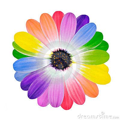 Rainbow Daisy, Fabric Paint Designs, Rainbow Paint, Rainbow Flower, Favorite Flowers, Rainbow Stickers, Rainbow Flowers, Pastel Rainbow, Flower Petals