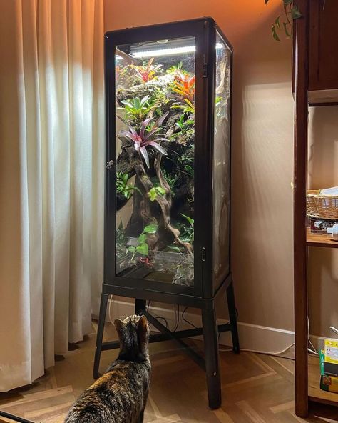 IKEA Greenhouse Cabinet (@ikeagreenhousecabinet) • Instagram photos and videos Glass Cabinet Terrarium, Tall Aquarium, Ikea Greenhouse Cabinet, Greenhouse Cabinet, Ikea Greenhouse, Vivarium Ideas, Ikea Garden, Misting System, Fish Tank Terrarium