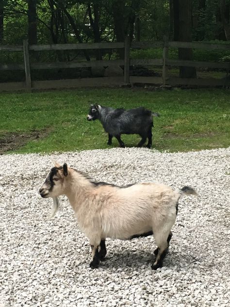 My Dwarf African Pygmy goats Clara bell is the cream colored one & Annabell is the black one. Goat Breeds, Pygmy Goats, Black Goat, Pygmy Goat, Silly Animals, The Cream, Cream Color, Goats, The Black