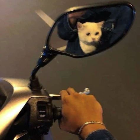 A Cat, Mirror, Instagram