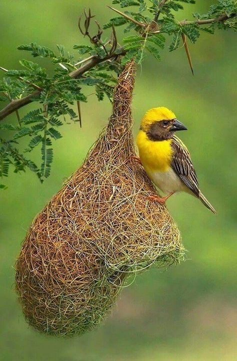 Most Beautiful Birds, Nature Birds, Bird Pictures, Exotic Birds, Pretty Birds, Bird Photo, Colorful Birds, Little Birds, Bird Nest