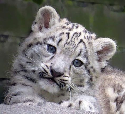 White Tigers, White Animals, Baby White Tiger, Baby Snow Leopard, Snow Tiger, Baby Tigers, Baby In Snow, Baby Leopard, Wild Animals Pictures