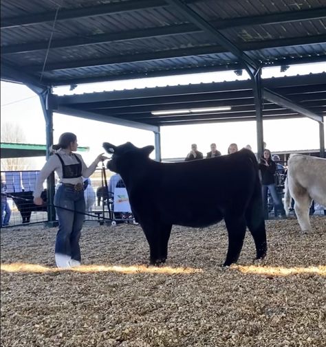 Cow Show Outfit, Showing Steers, Stock Aesthetic, Cow Showing, Cattle Showing, Livestock Quotes, Livestock Showing, Fair Pictures, Show Steers