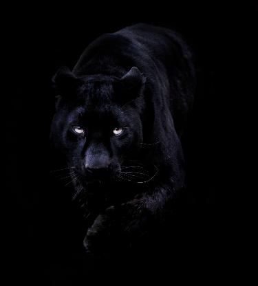 Black Panther, In The Dark, A Black, Panther, Walking, Wallpapers, Iphone, Black