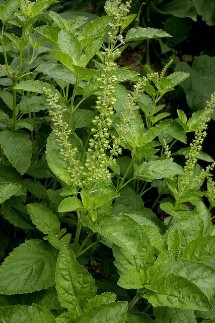 Tulsi Tree, Ocimum Tenuiflorum, Tulsi Plant, Cute Good Morning Images, Herbal Plants, Beach Background Images, Beautiful Red Roses, Holy Basil, Tree Images