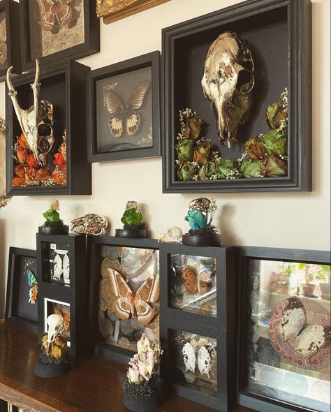 Oddities Office, Insect Taxidermy Decor, Moth Room Decor, Oddities Bedroom, Oddities And Curiosities Decor, Taxidermy Living Room, Moth Taxidermy Decor, Skull Terrarium Diy, Oddities Decor Diy