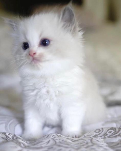 https://www.instagram.com/p/CcaUZIuu0zO/?igshid=YmMyMTA2M2Y= Black Ragdoll Cat, Blue Bicolor Ragdoll, Ragdoll Cat Aesthetic, Bicolor Ragdoll, Bicolor Cat, Kitten Cute, Aesthetic Neutral, Ragdoll Kitten, Animal Baby