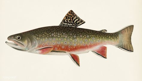 Public Domain | Male brook trout (Salvelinus Fontinalis) illustrated by Sherman F. Denton (1856-1937) from Game Birds and Fishes of North America. Digitally enhanced from our own 1913 Portfolio Edition of the book.  | premium image by rawpixel.com Fish Illustrations, Fish Prints, Fly Fishing Art, Trout Fish, Best Artwork, Brook Trout, Cabin Art, Web Design Resources, Fish Illustration