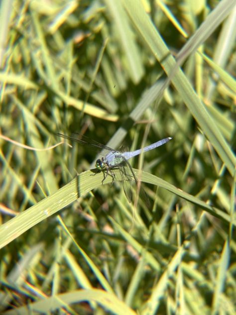 Eastern Pondhawk (Erythemis simplicicollis) Eastern Pondhawk, Sarah Ross, Teacher Guides, June 2024, Instagram