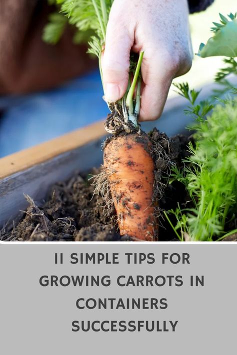 Looking to grow carrots in containers successfully? Check out these 11 simple tips that will help you achieve a bountiful harvest. Whether you're new to gardening or looking to improve your container gardening skills, these tips will guide you every step of the way. From choosing the right container size to proper watering and soil requirements, this pin has you covered. Grow your own fresh, delicious carrots right at home with ease! Growing Carrots In Containers, Carrot Garden, Carrot Varieties, Grow Carrots, How To Plant Carrots, Plants Unique, Carrot Gardening, Growing Carrots, Spacious Backyard