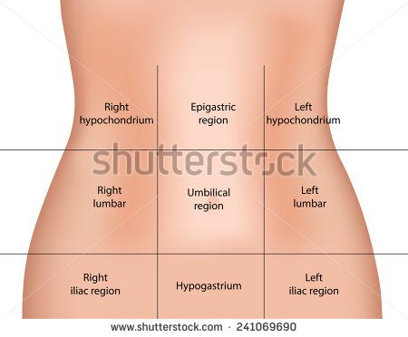 Abdominal Regions - stock photo Quadrants Of The Abdomen, Sigmoid Colon, Fallopian Tubes, Abdominal Pain, Anatomy And Physiology, Anatomy, Human Body, Human, Quick Saves