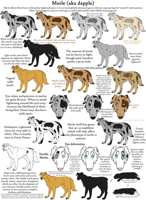 Dog Colors Guide- Merle by Leonca Australian Shepherd Red Tri, Dog Infographic, Australian Labradoodle Puppies, Australian Labradoodle, Catahoula Leopard Dog, Doodle Puppy, Labradoodle Puppy, Leopard Dog, Australian Shepherds