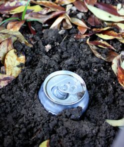 Remember, if you're using beer, dig before you start drinking! Getting Rid Of Slugs, Earwigs, Garden Bugs, Garden Pests, Flowers Garden, Veggie Garden, Lawn And Garden, Permaculture, Dream Garden