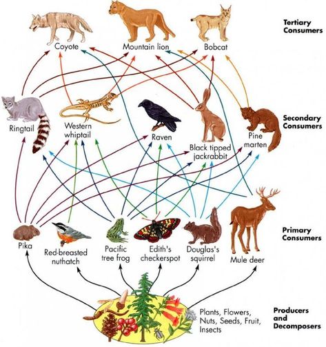 Structure and Functions of Ecosystem ; Biotic Components and Abiotic Components | Plant Science 4 U Rainforest Food Web, Biology Knowledge, Food Webs Projects, Science Food Chains, Grassland Biome, Food Web Worksheet, Forest Ecosystem, Animal Food, 4th Grade Science