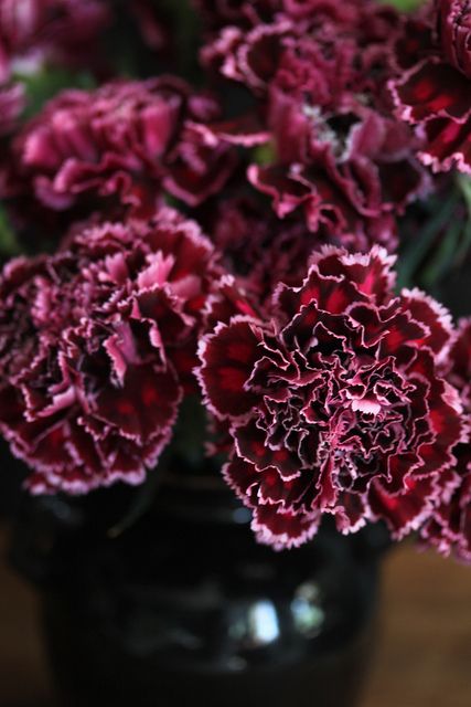 White Carnations, Sweet William, Shades Of Burgundy, Carnation Flower, Burgundy Flowers, Beautiful Blooms, Burgundy Color, Design Floral, My Flower