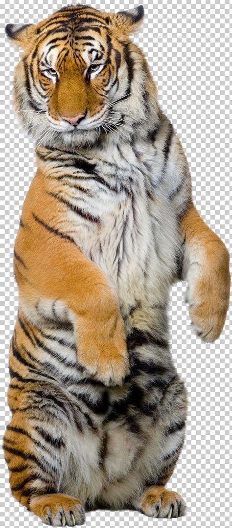 Chanel Images, Tiger Clipart, Tiger Video, Real Tiger, Tiger Png, Tiger White, Dove Images, Animal Hunting, Photoshop Png