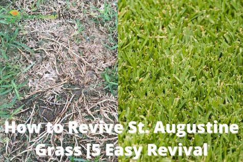 How to Revive St. Augustine Grass? [5 Easy Revival Methods] St Augustine Grass Care, Landscaping Texas, Grass Fertilizer, St Augustine Grass, Lawn Renovation, Lawn Food, Landscaping Decor, Bermuda Grass, Lawn Fertilizer