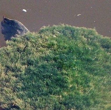 Cosmos on Instagram: "In 1994, scientists discovered the Mary River Turtle (Elusor macrurus), a freshwater species with a unique lineage, thriving solely in Australia’s Mary River 🌱⁠ ⁠ Renowned for its remarkable appearance, this turtle’s shell and neck are adorned with vibrant green algae, providing both camouflage and temperature regulation benefits in its nutrient-rich habitat. This ingenious adaptation showcases nature’s ability to thrive in diverse environments. ⁠ ⁠ º Chris Van Wyk" River Turtle, Stranger Than Fiction, River Basin, Green Algae, Turtle Love, Found Art, Queensland Australia, Lost & Found, Vibrant Green