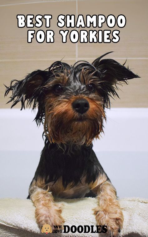 For regular use, skin sensitivities, best grooming practices, and everything in between, we break down our favorite Yorkie shampoos. Dog grooming shampoos come in a wide variety of formulas with a specific purpose. For example, you might use hypoallergenic shampoo on a Yorkie with sensitive skin. At the same time, another pet parent may opt for a deodorizing shampoo to help with their Yorkie’s stinky coats. Grooming Yorkies Faces, Yorkie Grooming Styles, Grooming Yorkies, Best Shampoo, Dog Grooming Tips, Love Doodles, Grooming Tips, Deodorizing, Yorkie Dogs