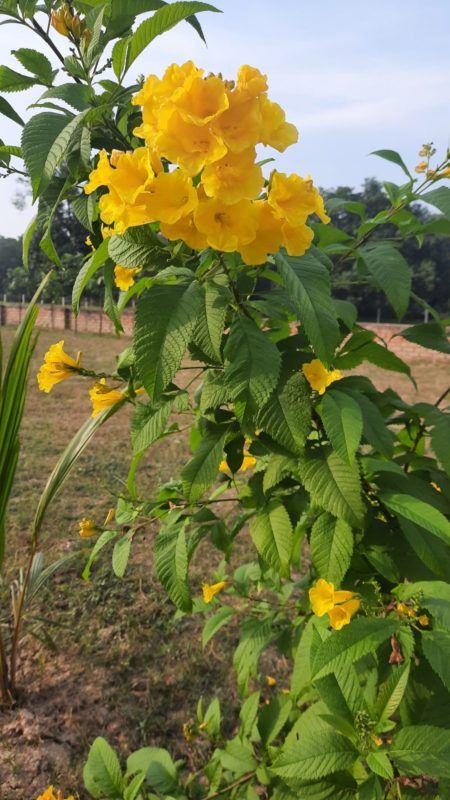 Hi friends if you like this post please visit https://healthwealthbridge.com and subscribe to my blog. Yellow Ticoma:Where Can you Grow it? Should you grow it on your Balcony or Garden? Ticoma Yellow is a tree .But when I planted in on my balcony pot eight years back,I didn’t know it and thank God for that.It can be overwhelming knowing what exactly you are up against.The Ticoma flowered and still flowering.And […] The post Yellow Ticoma:Where Can you Grow it? appeared first on Healt Urban Forest, Good Mental Health, Flower Plant, Leaf Flowers, Green Trees, Thank God, A Tree, Yellow Flowers, Make You Smile