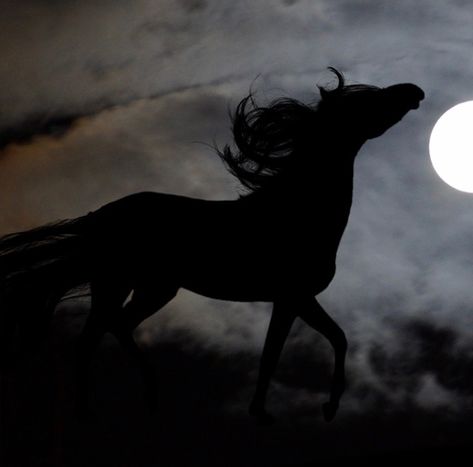 Woman Riding Horse, Devil Aesthetic, Chasing Rainbows, Horsemen Of The Apocalypse, Photography Pics, Horse Aesthetic, Black Horses, The Dark Artifices, Dark Pictures