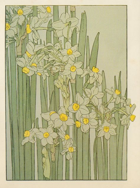 Narcissus ▫ Flower Study in the Art Nouveau Style ▫ Artist probably J Foord. Research ongoing Fiori Art Deco, Fleurs Art Nouveau, Motifs Art Nouveau, Illustration Art Nouveau, Narcissus Flower, Art Nouveau Illustration, Art Nouveau Pattern, Art Nouveau Flowers, Illustration Botanique