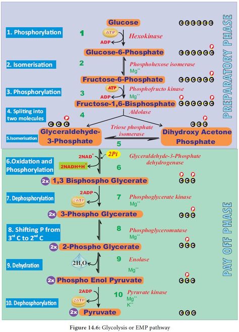 Respiration In Plants Notes, Respiration In Plants, Aerobic Respiration, Neet Biology, Anaerobic Respiration, Oxidative Phosphorylation, Cell Respiration, Citric Acid Cycle, Biochemistry Notes