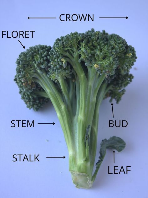 a bunch of broccoli with parts labeled Balance Eating, Broccoli Leaves, Earth Colour Palette, Plant Leaves Turning Yellow, Plants Grown In Water, Broccoli Plant, Mustard Plant, Variety Food, Broccoli Crowns