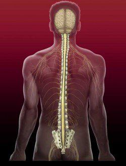 Yoga, Bodywork, Healing & The Brain {Bonus VIDEO} | elephant journal Coccyx Pain Relief, Spinal Column, Human Spine, Peripheral Nervous System, Craniosacral Therapy, Healing Mantras, Healing Codes, Energy Healing Reiki, Divine Healing