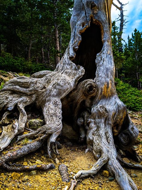 Rotting Tree, Tree God, Wise Tree, Weird Trees, Hollow Tree, Twisted Tree, Magical Tree, Old Tree, Old Trees