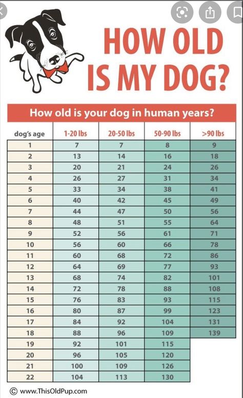 Dog Age Chart, Maltese Haircut, Foods Dogs Can Eat, Pets Stuff, Meds For Dogs, Shitzu Dogs, Dog Remedies, Healthy Dog Treats Homemade, Mini Aussie