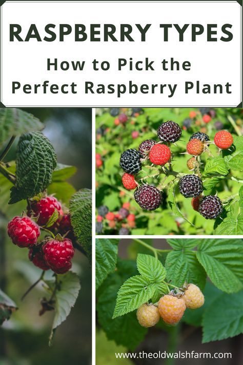 Red, yellow, purple, black? Summer or fall-bearing? Choosing among the dazzling array of delicious raspberry types can be challenging. Here's a simple guide to help you pick the perfect raspberry plant for your backyard. via @www.pinterest.ca/theoldwalshfarm/ Different Types Of Raspberries, Types Of Raspberry Plants, Raspberry Planting, Raspberry Plant, Raspberry Patch, Purple Raspberry, Yellow Raspberries, Growing Raspberries, Raspberry Plants